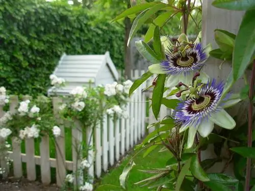 Вырастить Passiflora ligularis довольно просто.