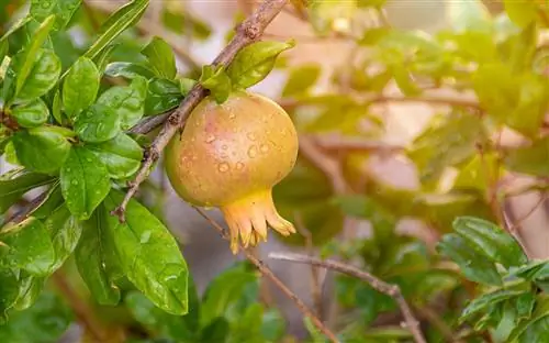 Passiflora ligularis приносит съедобные плоды, называемые гранатами.