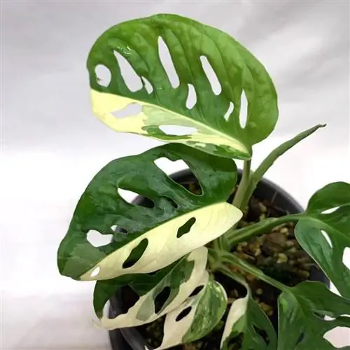 Monstera adansonii f variegata имеет листья двух цветов.