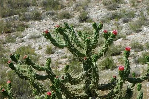 Характеристики Austrocylindropuntia subulata Характеристики Austrocylindropuntia subulata