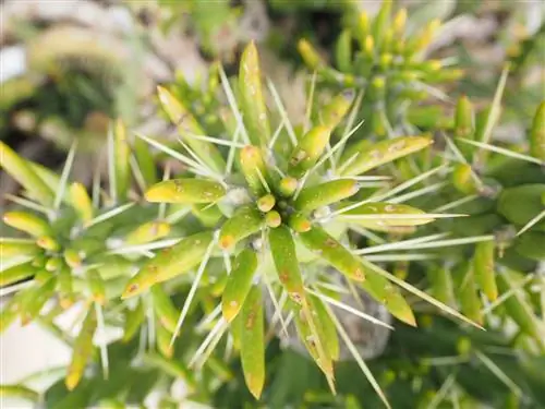 Austrocylindropuntia subulata: уход