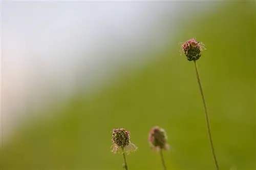 Sanguisorba minor относится к семейству розоцветных.