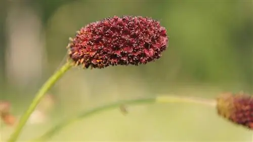 Sanguisorba minor родом из Европы.