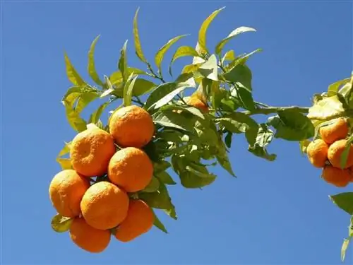ухоженные апельсины
