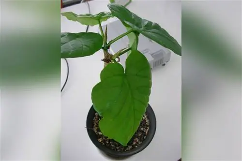 Ficus umbellata) - разновидность смоковницы.