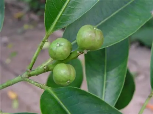 У Ficus umbellata большие сердцевидные листья.