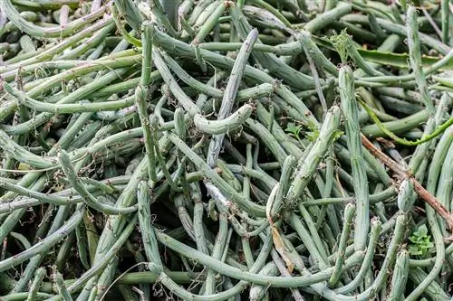 Senecio articulatus Senecio articulatus