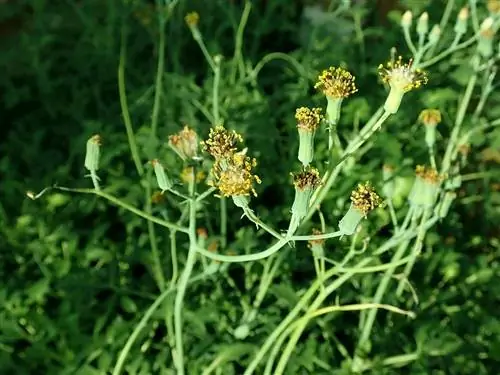 цветы Senecio articulatus цветы Senecio articulatus