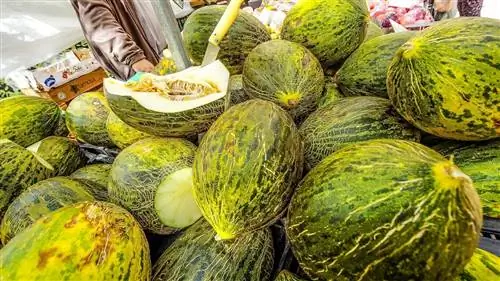 как отличить мужскую и женскую дыню как отличить мужскую и женскую дыню