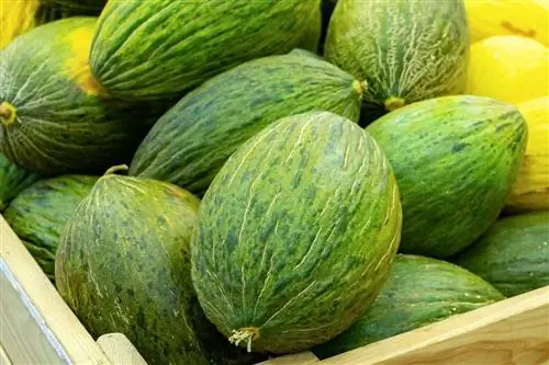 Как отличить самца дыни от самки