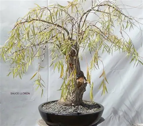 Характеристики Salix babylonica Характеристики Salix babylonica