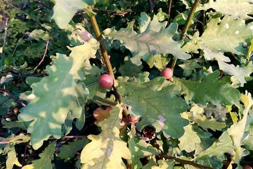 дубовые яблоки