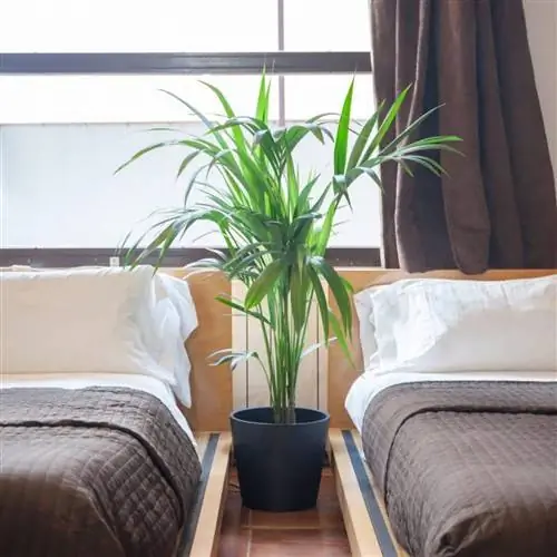 Кентия - пальма, которая хорошо себя чувствует в помещении.