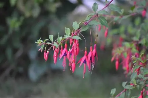 Цветки фуксии колокольчатые.
