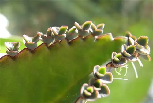 Kalanchoe daigremontiana: уход