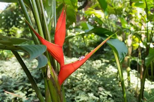 Как размножать геликонии