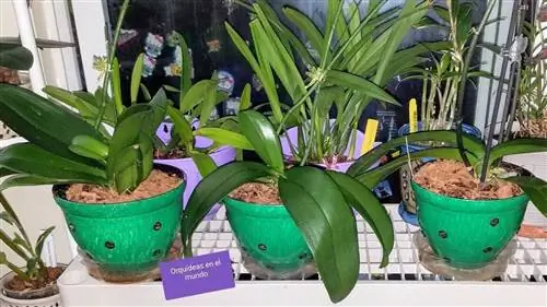 Пересадка орхидей проводится с осторожностью