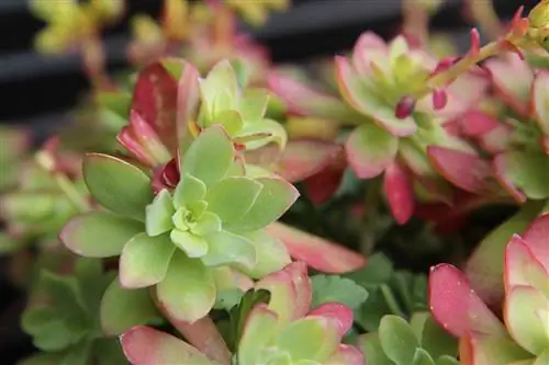 Sedum palmeri может быть розовым