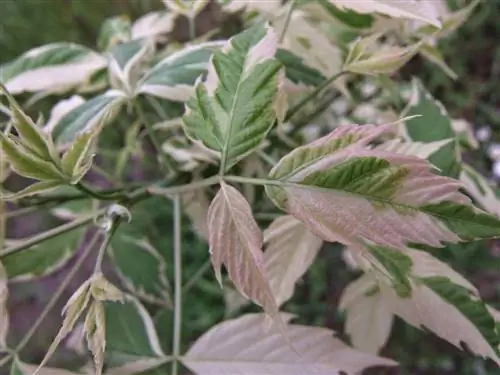 Acer negundo Flamingo - розовое растение.