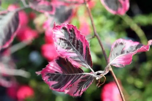 Fagus sylvatica Rosemarginata - дерево с розовыми листьями.