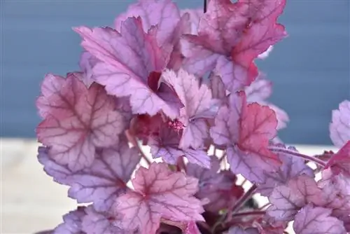 Гейхеры - травянистые растения.