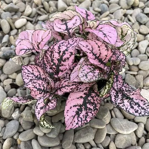 Гипоэстес - небольшое розовое растение.