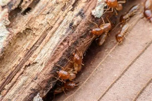 Как избавиться от термитов и древоточцев