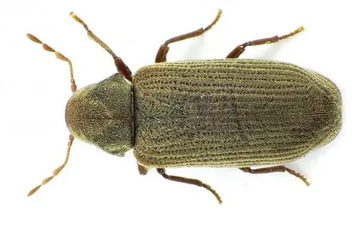 Насекомое, вызывающее древоточца