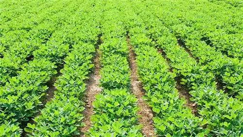 как посадить арахис шаг за шагом