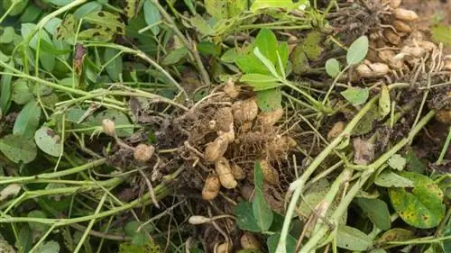 посади свой арахис