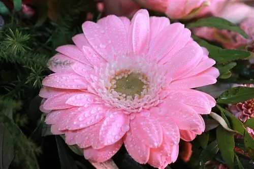 Различают мужские, женские и гермафродитные растения.