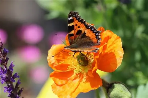 Как определить мужское или женское растение