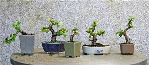 Портулакария афра уход за бонсай