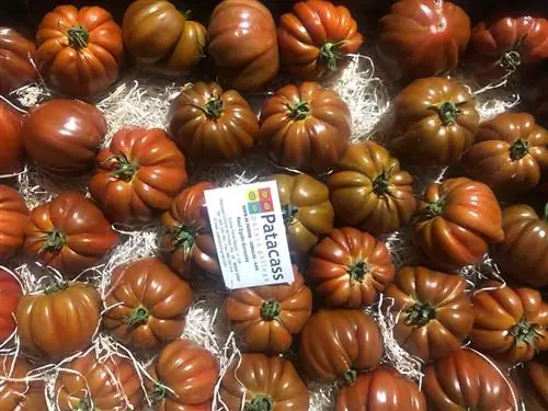 выращивание помидоров