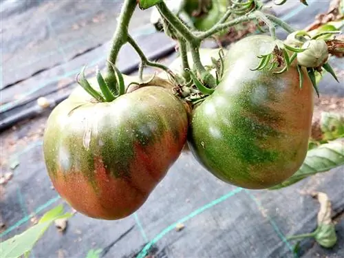 сажать помидоры