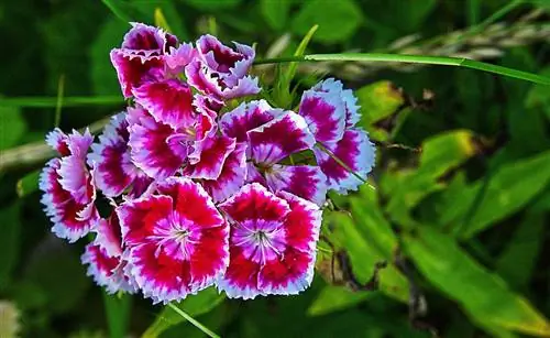 Гвоздика нетребовательная