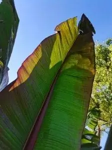 Листья Ensete ventricosum огромные.