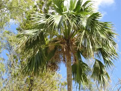 Pritchardia hillebrandii - крупнолистная пальма.