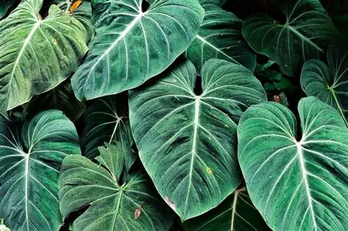 Philodendron gloriosum - травянистое растение.