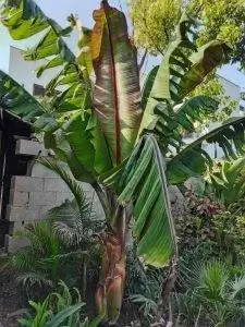 Ensete ventricosum 'Maurelli' очень крупный.