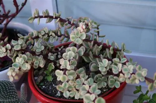 Пересадка суккулентов