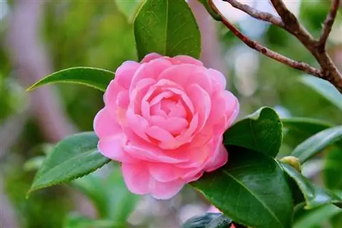Розовая камелия: уход, использование и многое другое