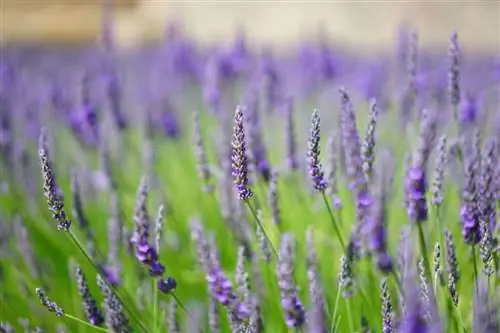 Лаванда - растение против комаров