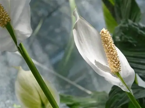 Лучший из существующих инсектицидов домашнего приготовления