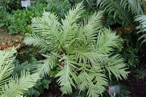 Blechnum gibbum - древовидный папоротник.