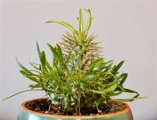 Pachypodium lamerei - суккулентное растение.