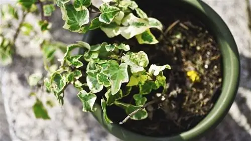 плющ в горшке