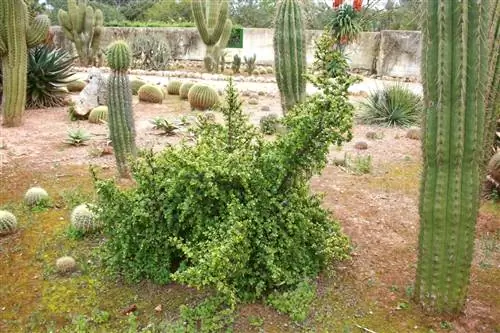 За портулакарией афра легко ухаживать