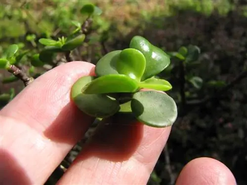 Портулакария афра - суккулентный кустарник.