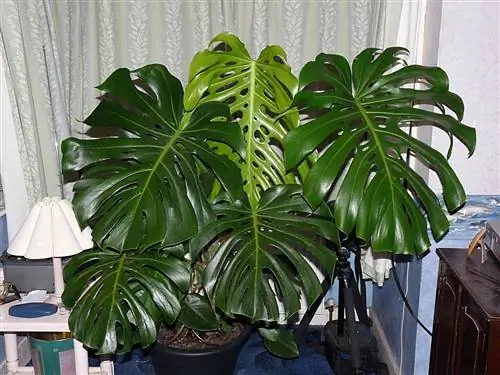 Monstera deliciosa имеет большие зеленые листья.